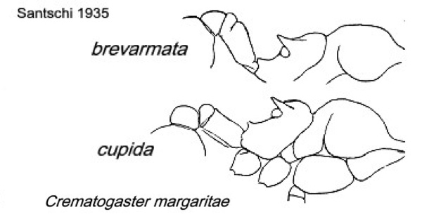 {Crematogaster margaritae}