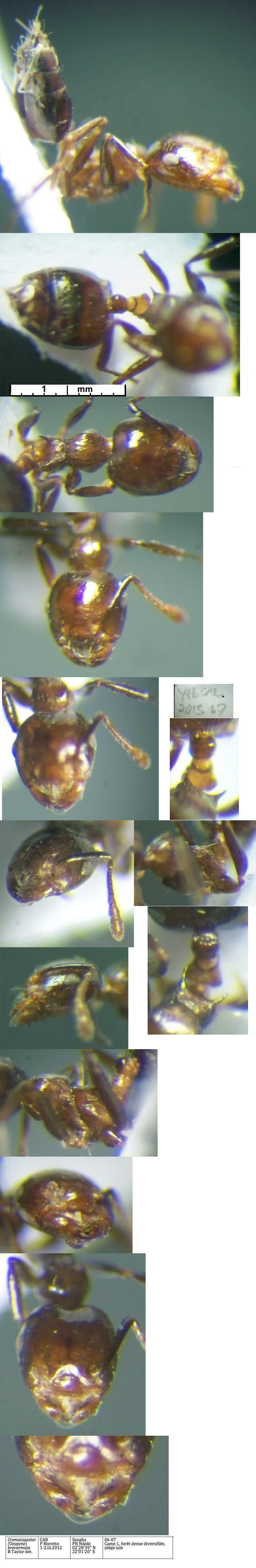 {Crematogaster brevarmata}