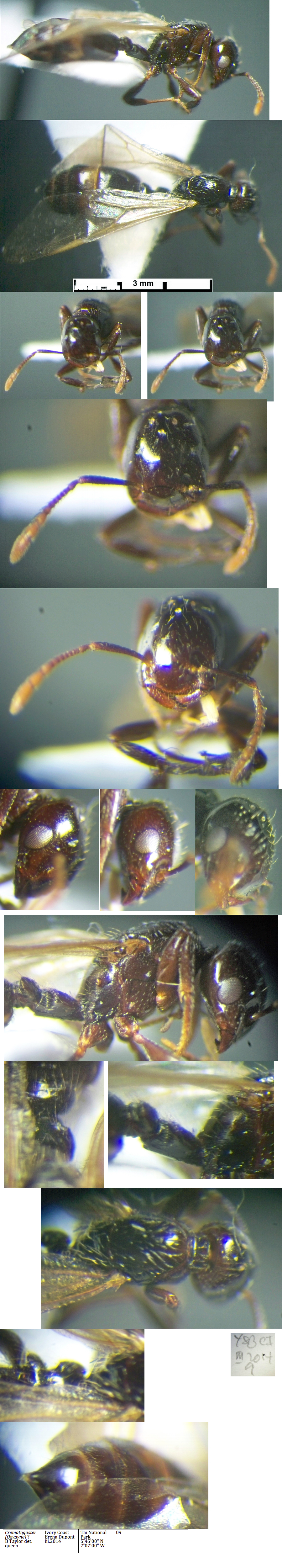 {Crematogaster brevarmata queen}