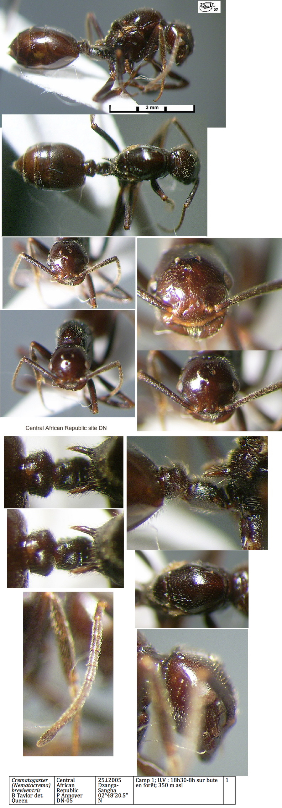 {Crematogaster breviventris queen}