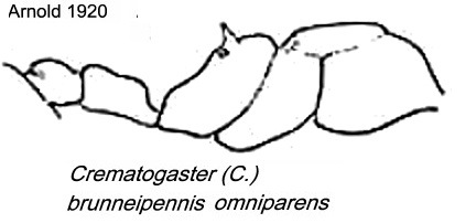 {Crematogaster brunneipennis omniparens}