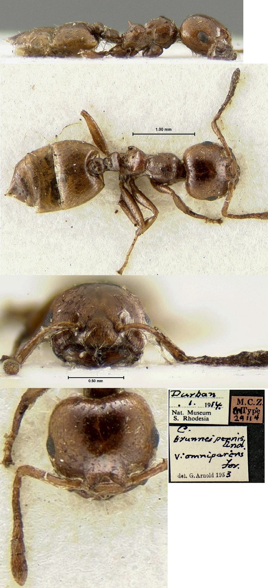 {Crematogaster (Cr) bruneipennis}