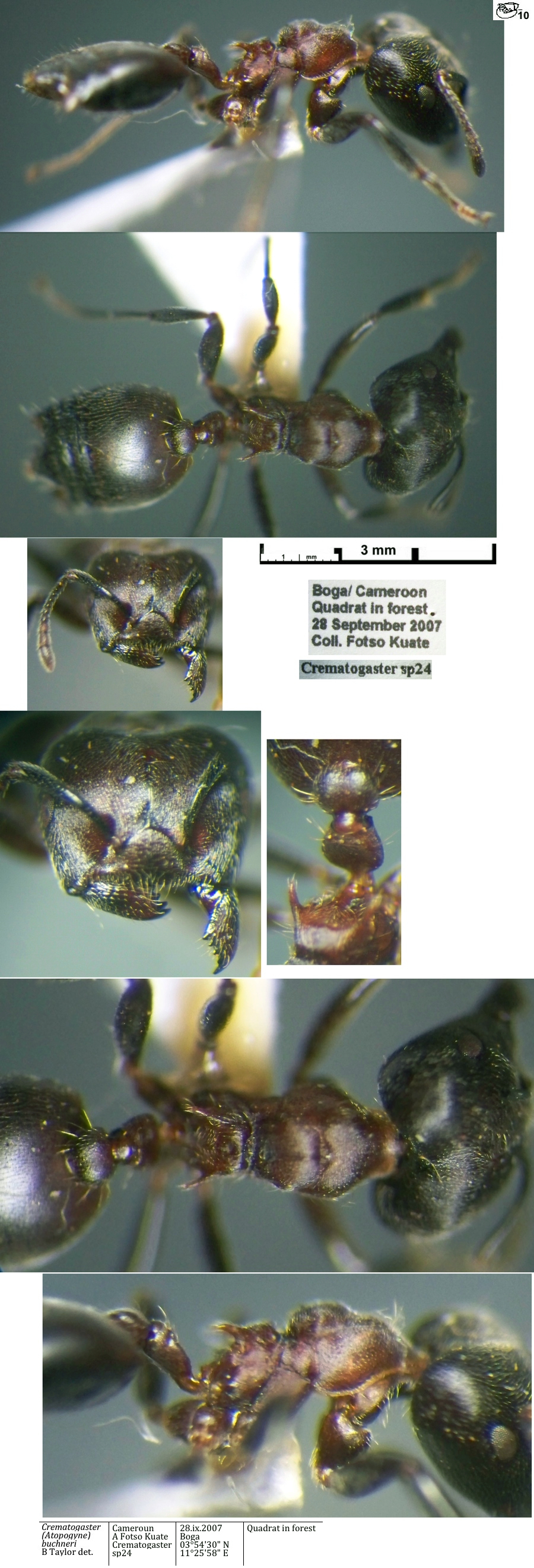 Crematogaster buchneri major