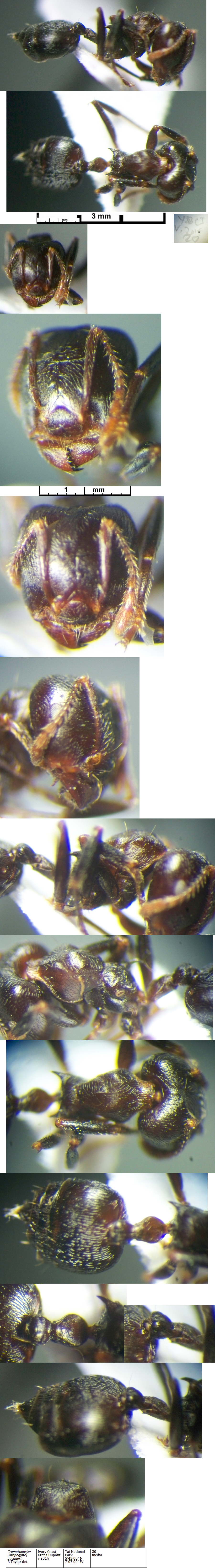 Crematogaster buchneri major