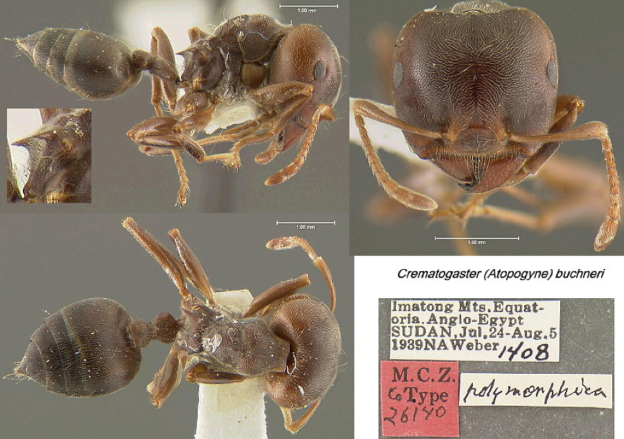 {Crematogaster buchneri polymorphica}