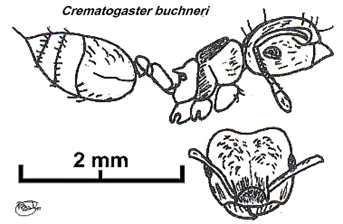 {Crematogaster buchneri}