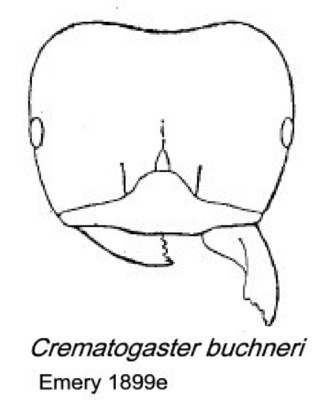 {Crematogaster buchneri}