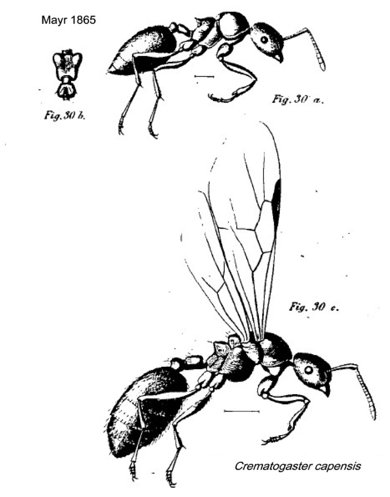 {Crematogaster capensis}