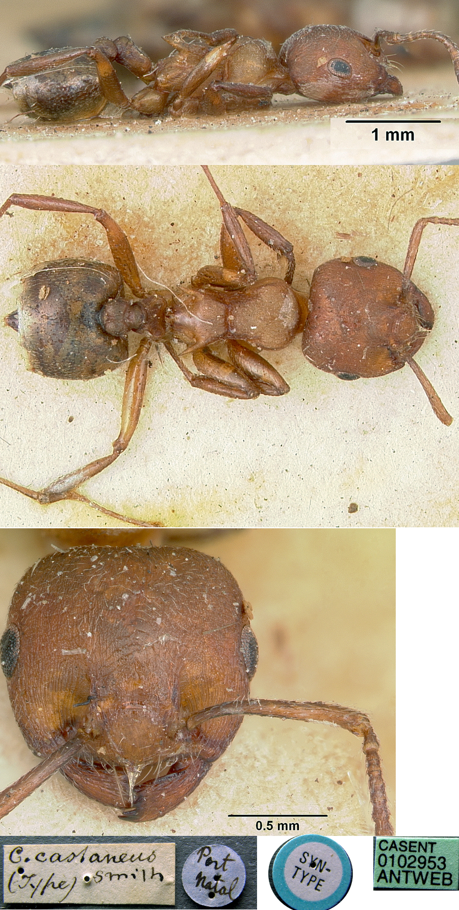 {Crematogaster castanea type}