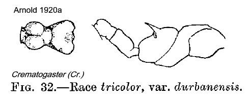 Crematogaster durbanensis