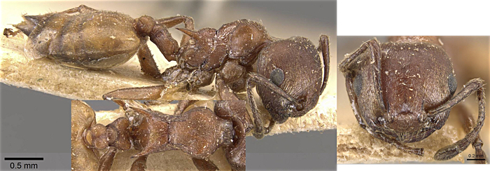 Crematogaster durbanensis