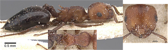 Crematogaster quisquilia