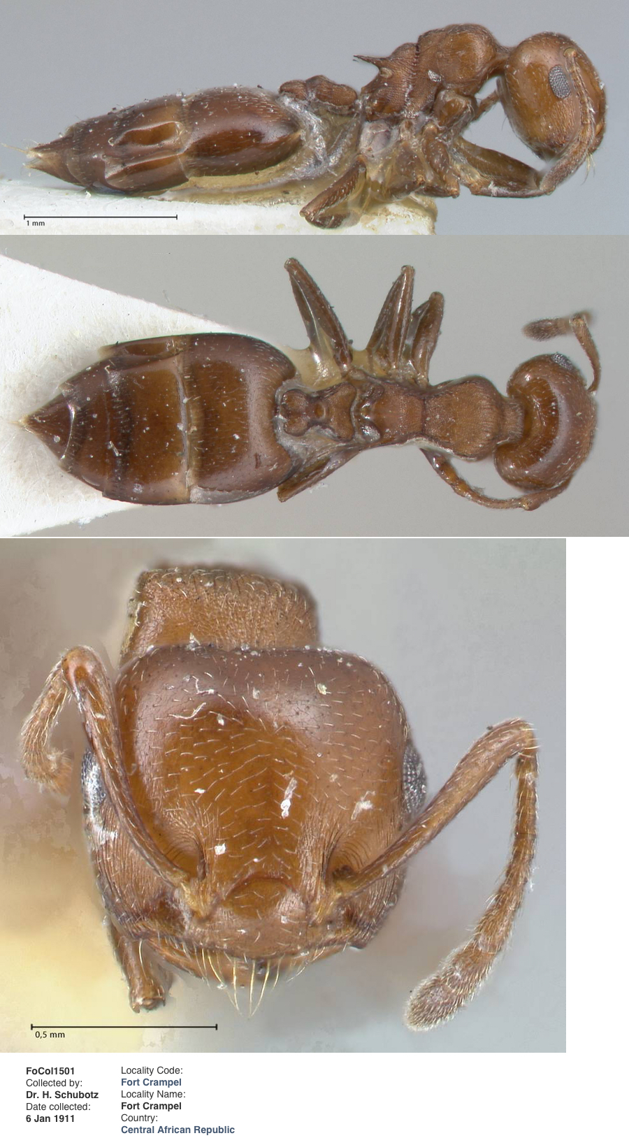 {Crematogaster cavinota}