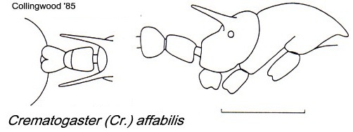 {Crematogaster affabilis}