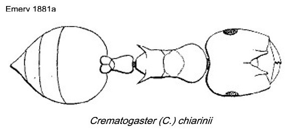 {Crematogaster chiarinii}