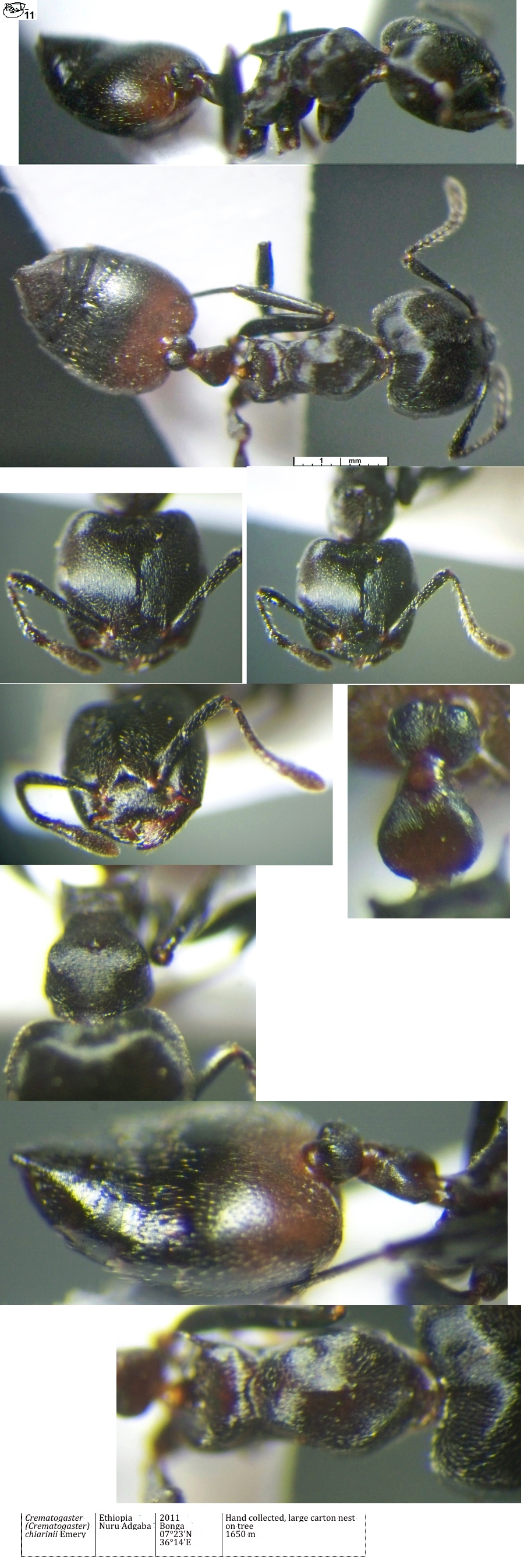 {Crematogaster chiarinii}