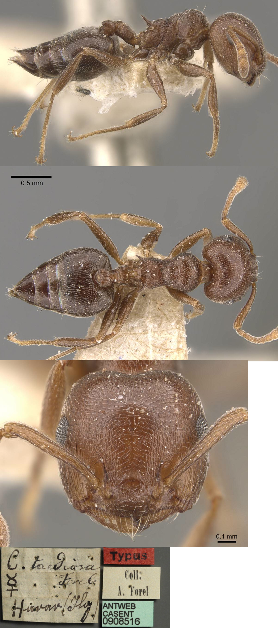 {Crematogaster chiarinii taediosa}