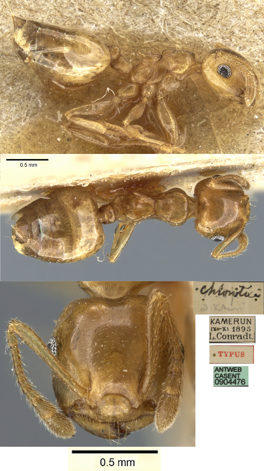 {Crematogaster chlorotica}