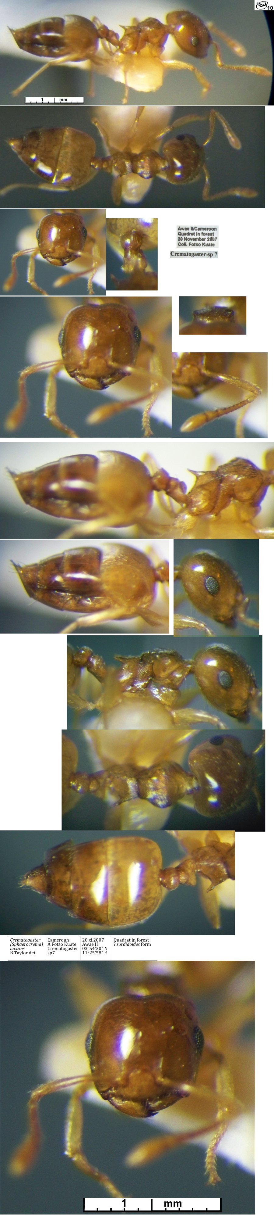 Crematogaster luctans