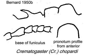 {Crematogaster chopardi}