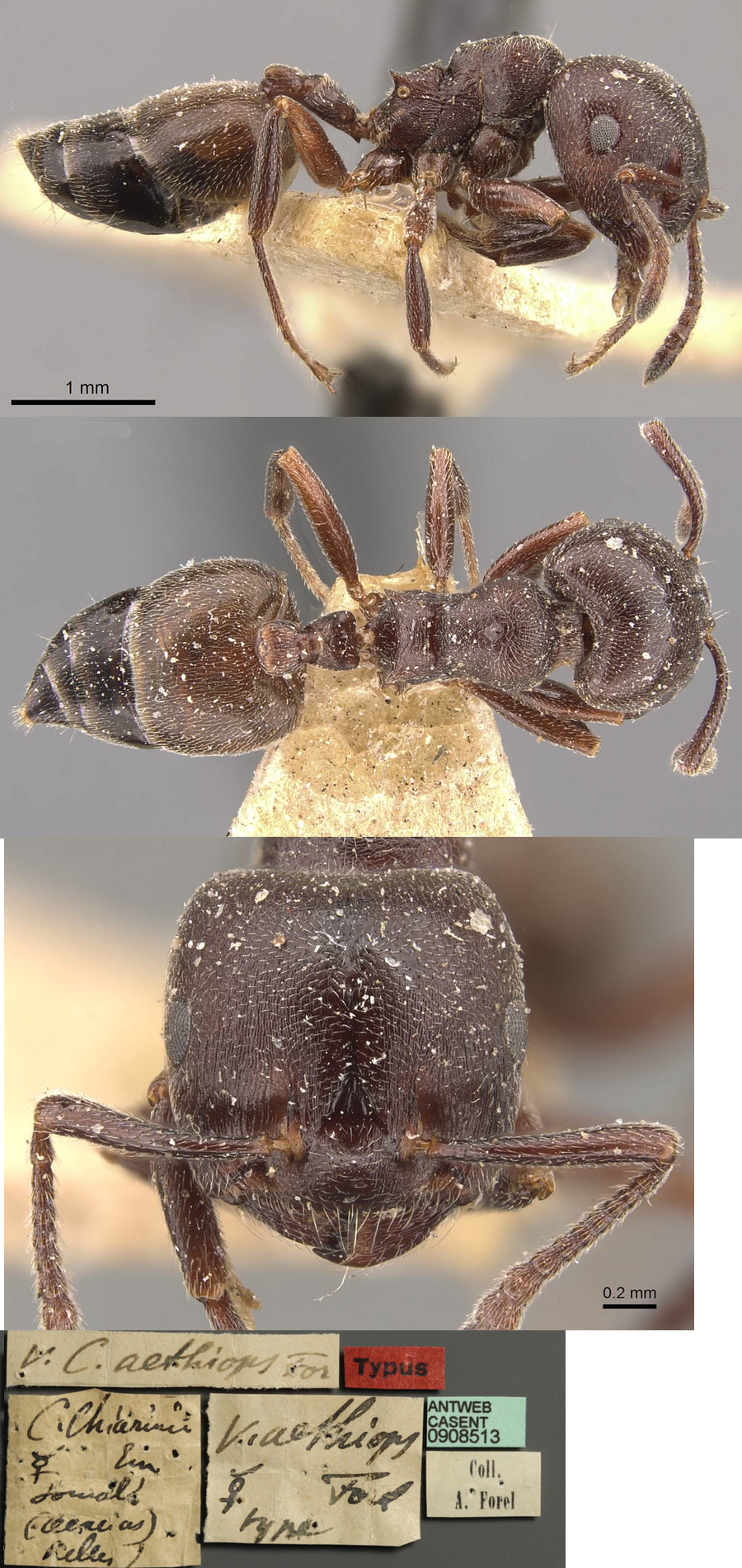 {Crematogaster cincta aethiops}