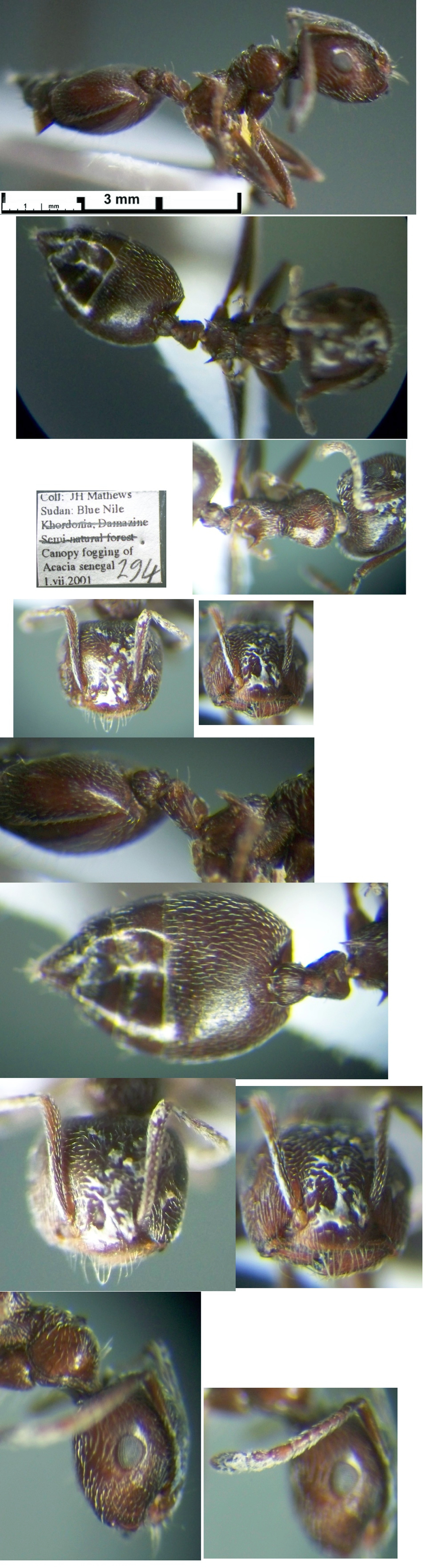 Crematogaster cincta