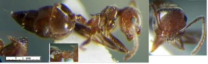 Crematogaster cincta