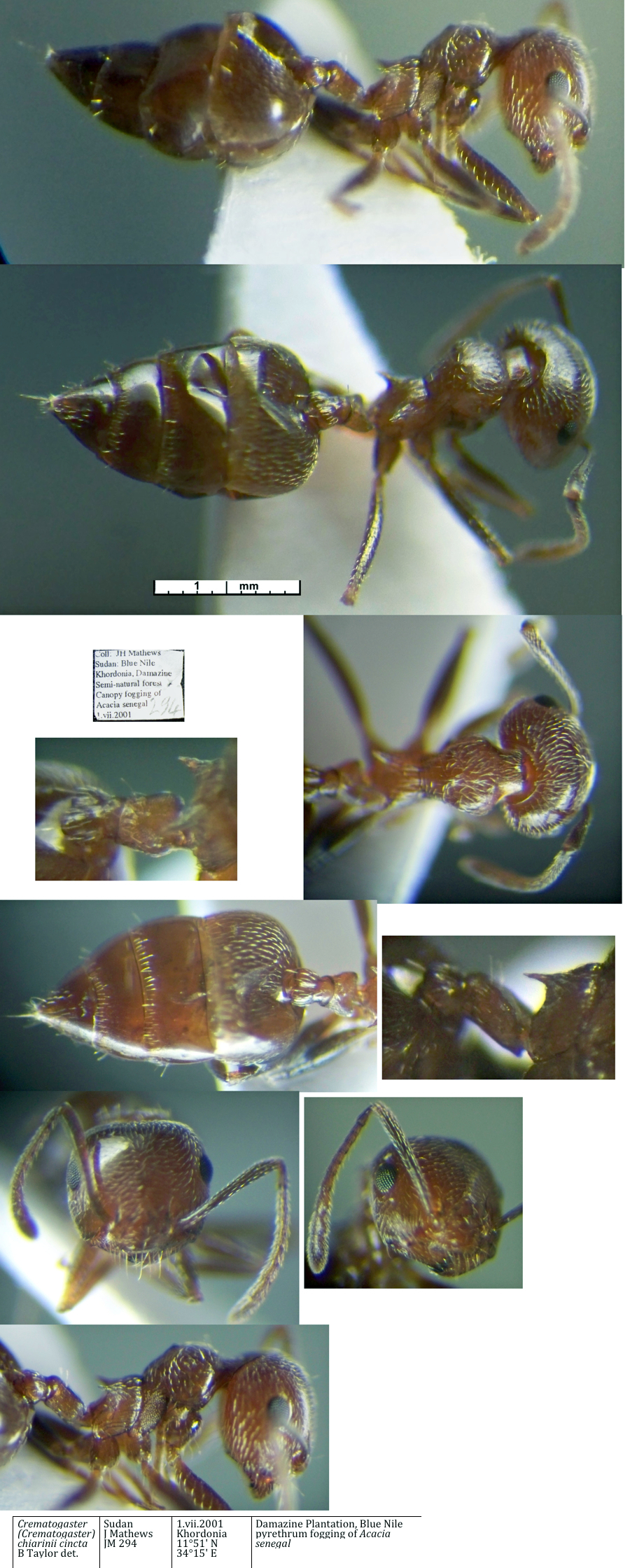 Crematogaster cincta