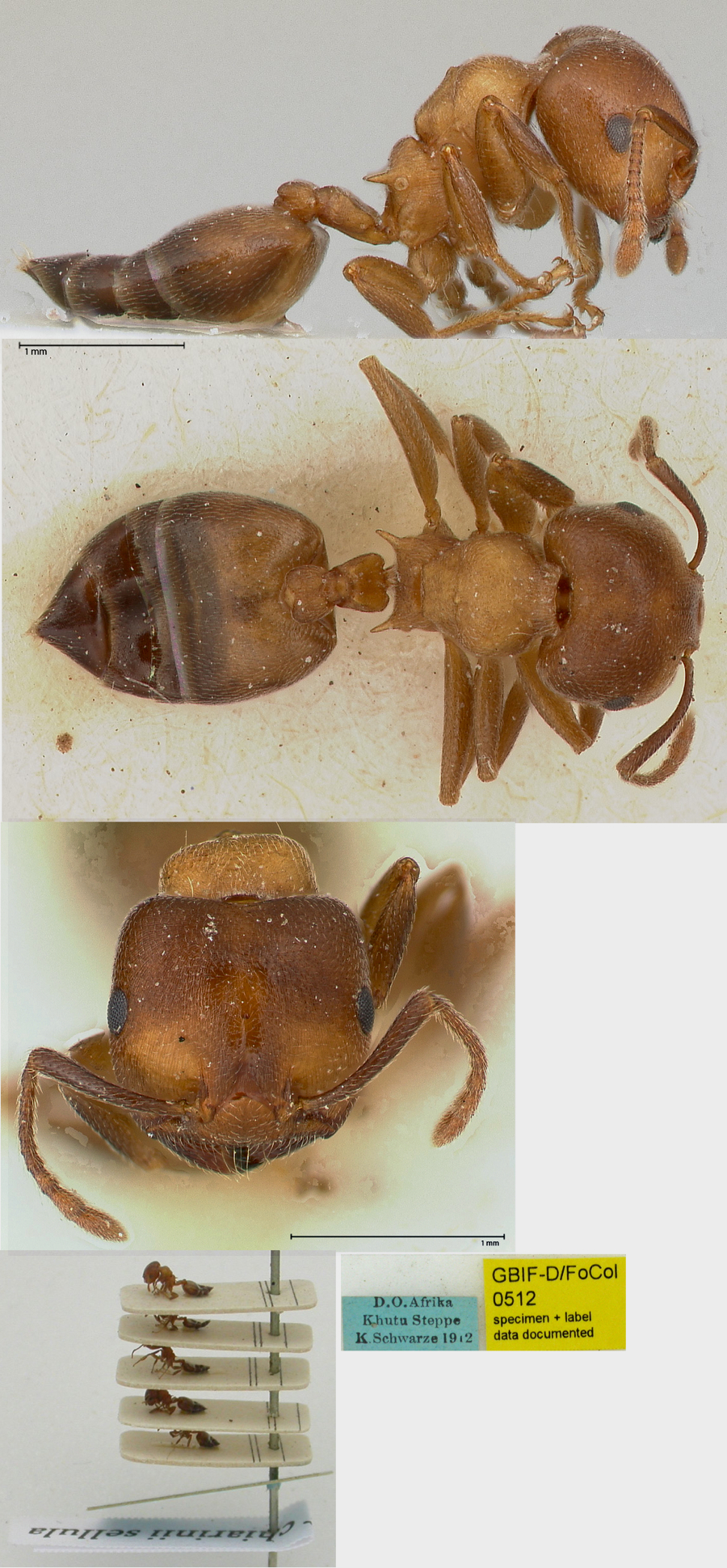 Crematogaster cincta