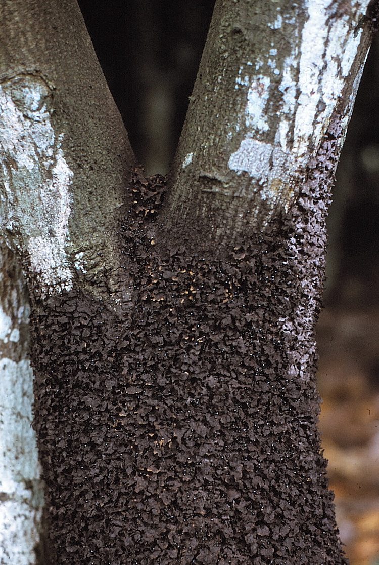 {Nest of Crematogaster clariventris}