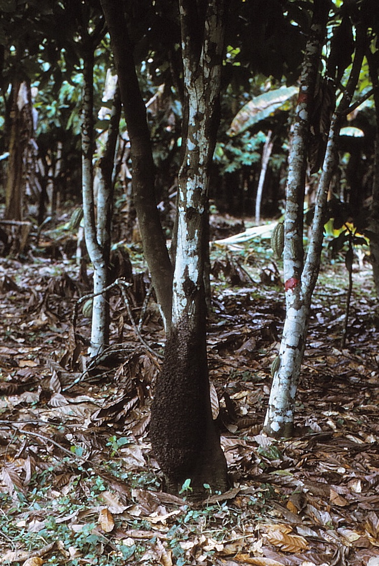 {Nest of Crematogaster clariventris}