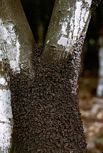 {Nest of Crematogaster clariventris}