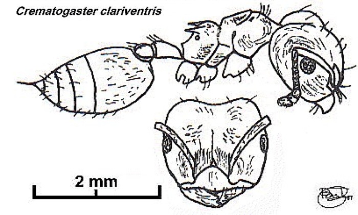 {Crematogaster clariventris}