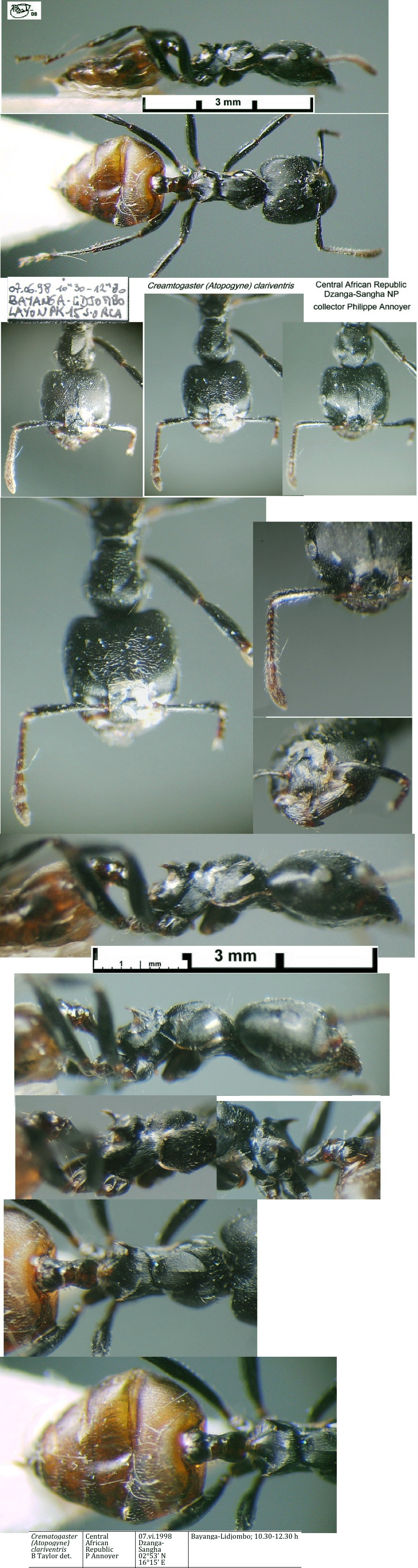 {Crematogaster clariventris}