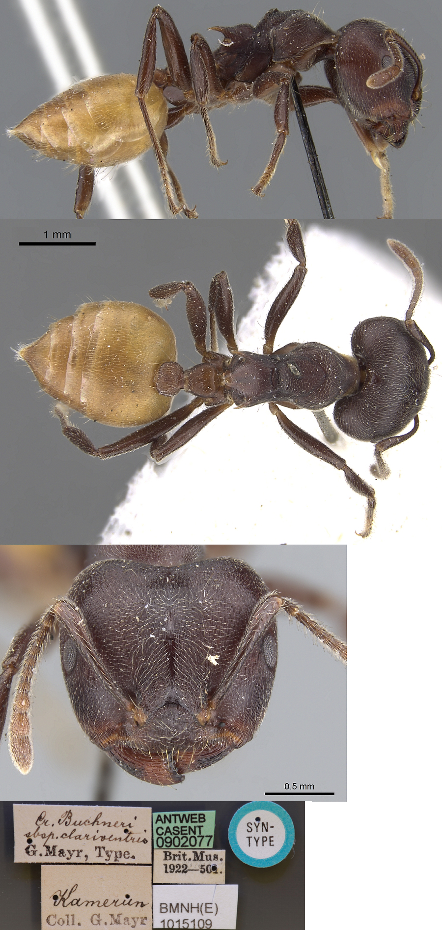 {Crematogaster clariventris}