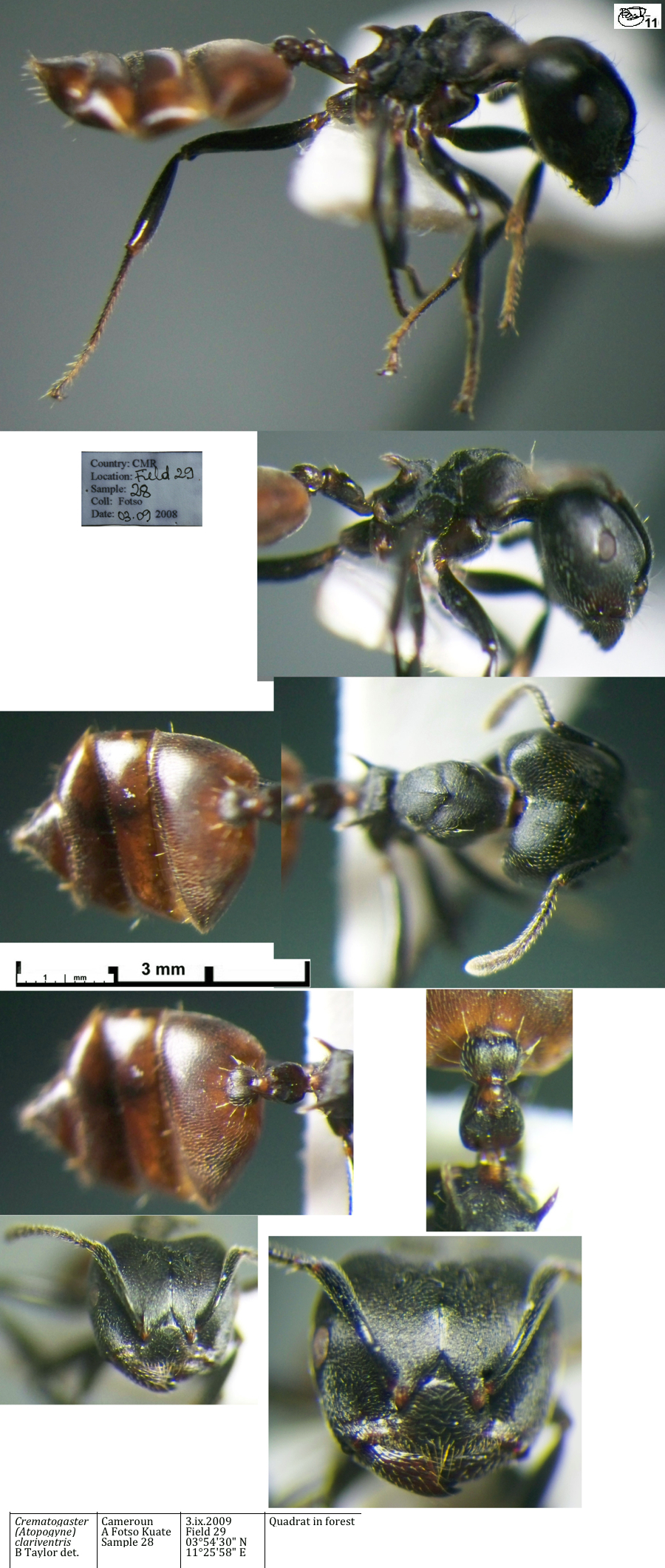 Crematogaster clariventris major