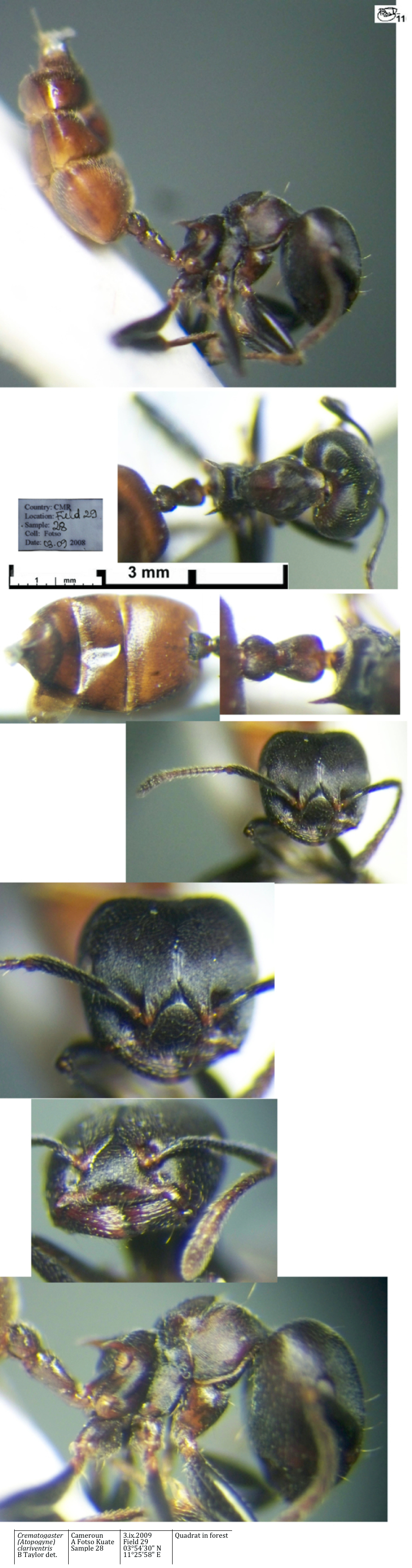 Crematogaster clariventris minor