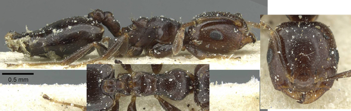 Crematogaster completa