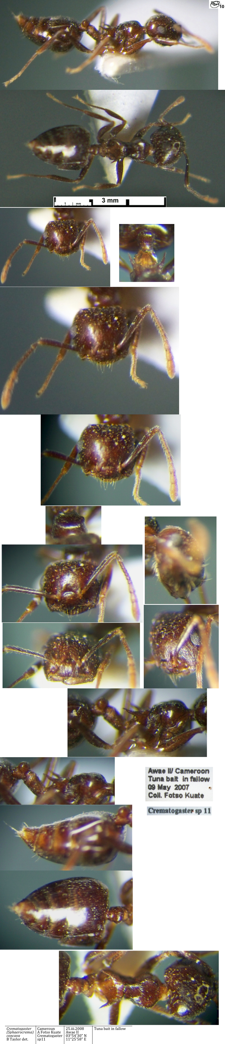 Crematogaster concava worker