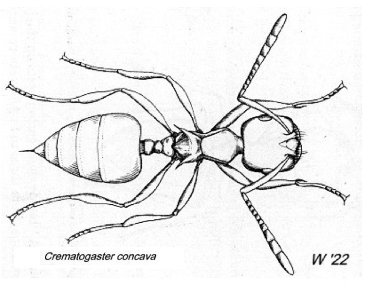 {Crematogaster concava}