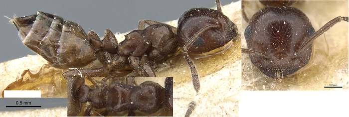 {Crematogaster constructor pedicel}