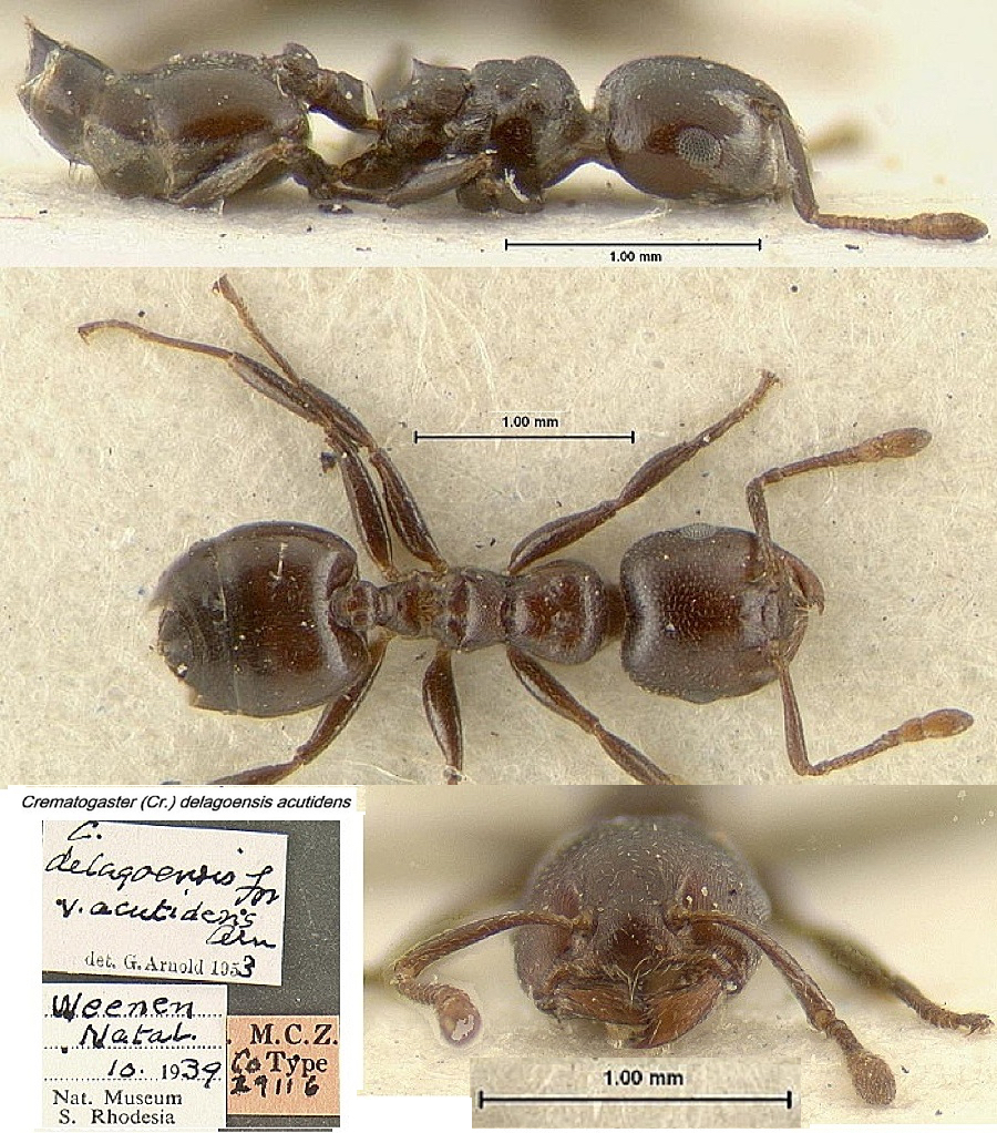 {Crematogaster (Cr) delagoensis acutidens}