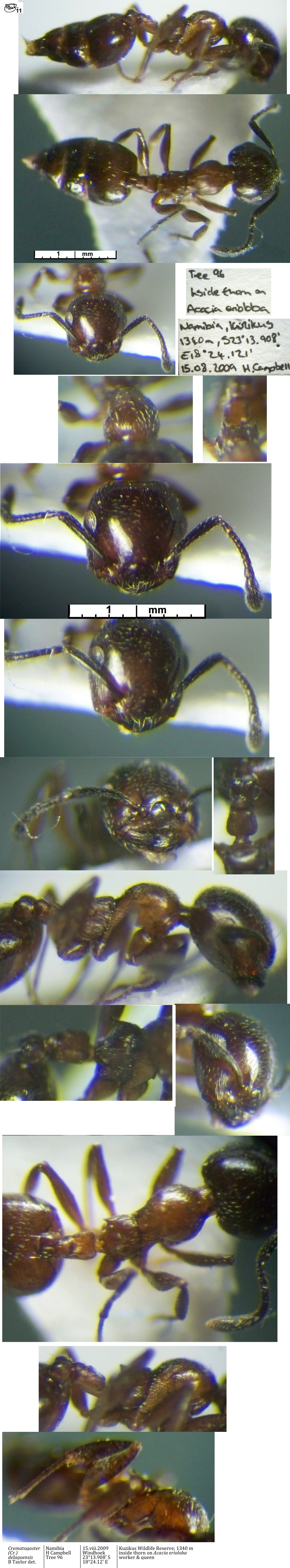 {Crematogaster (Cr) delagoensis worker}