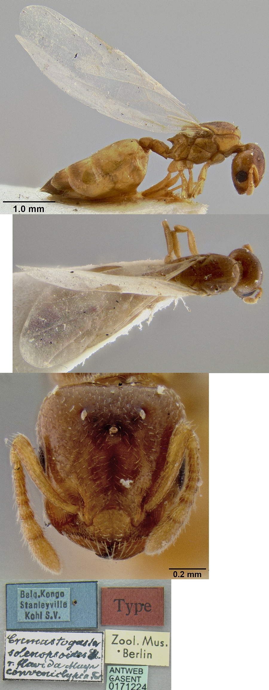 {Crematogaster (Decacrema) solenopsides convexiclypea queen}