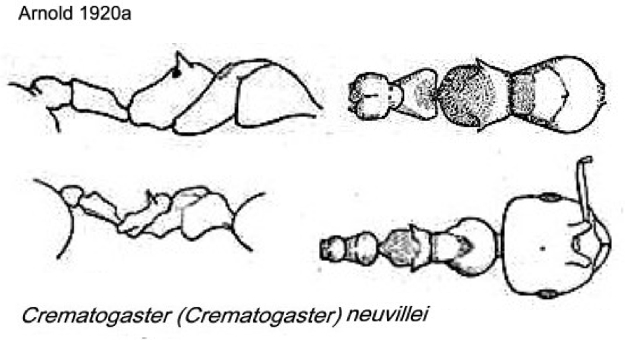 {Crematogaster neuvillei}