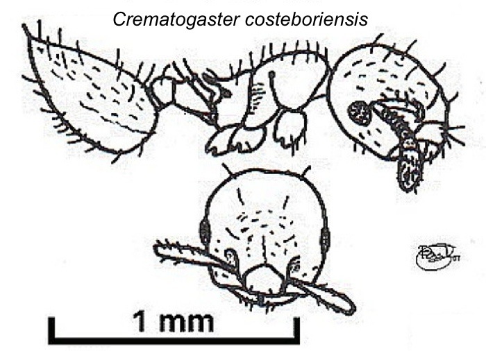 {Crematogaster costeboriensis}