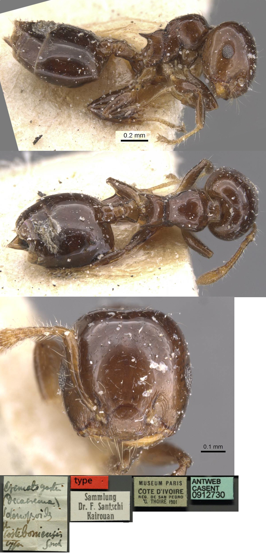 {Crematogaster costeboriensis }