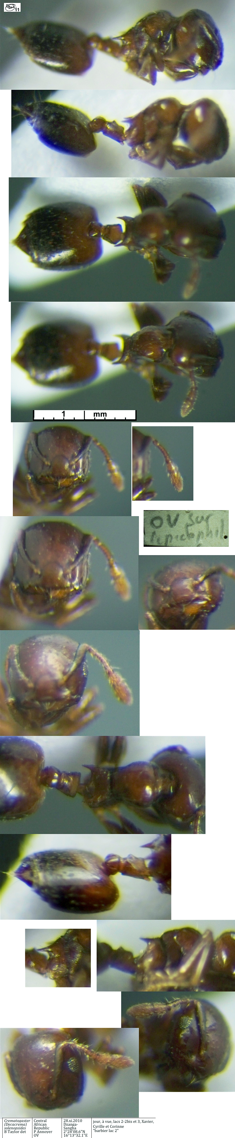 Crematogaster costeboriensis worker