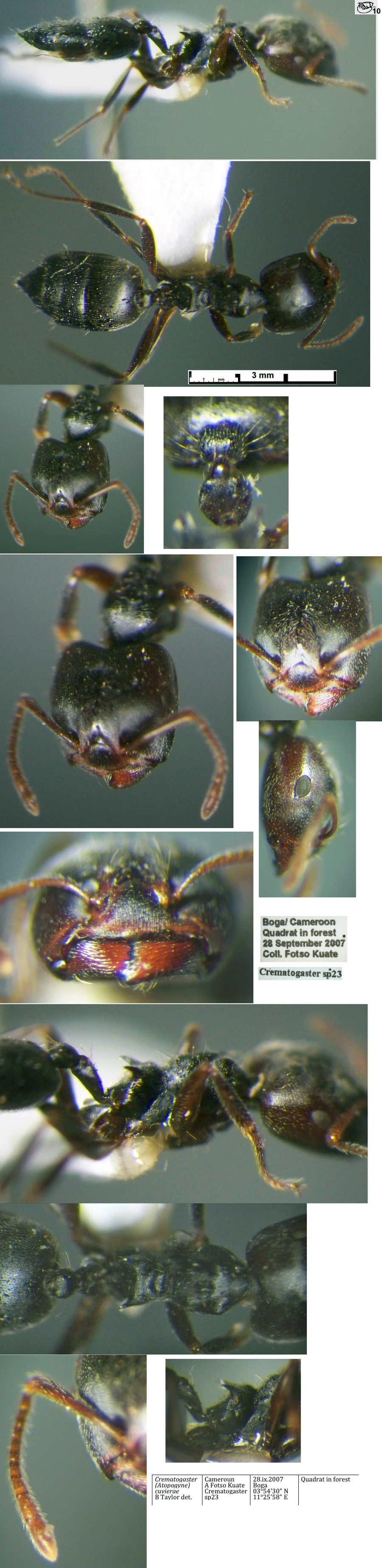 Crematogaster cuvierae