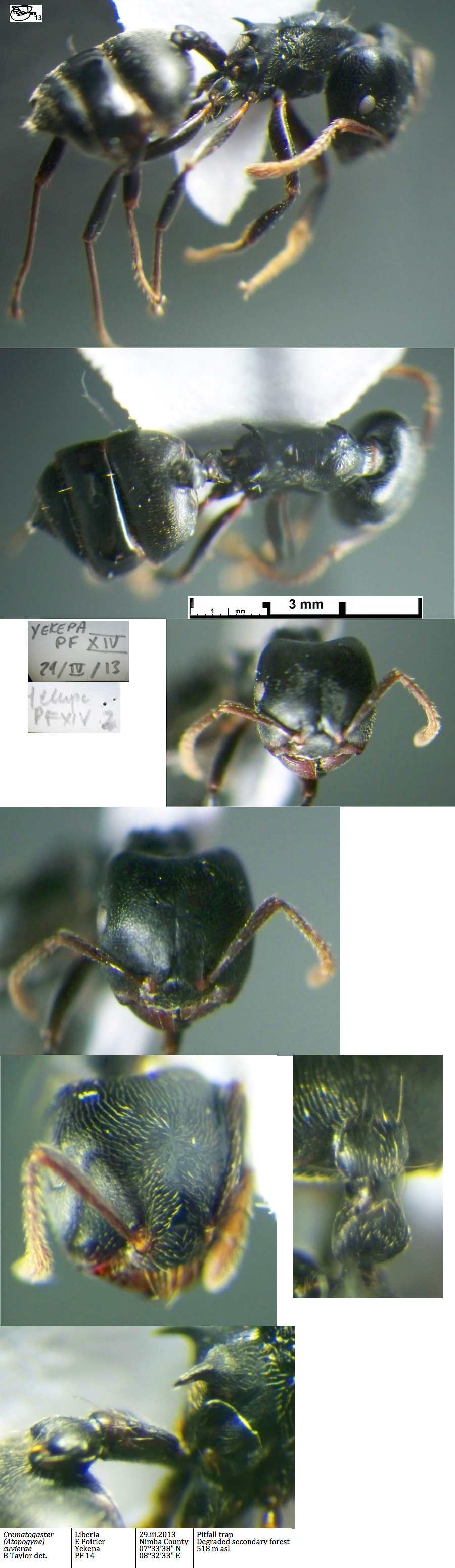 {Crematogaster cuvierae}